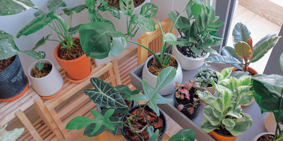 incorporating houseplants into home decor