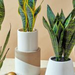 Green Happiness: Houseplants that Bring Joy and Well-being