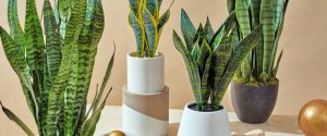 Green Happiness: Houseplants that Bring Joy and Well-being