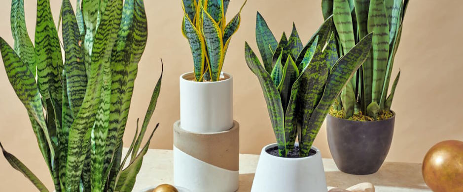 Green Happiness: Houseplants that Bring Joy and Well-being